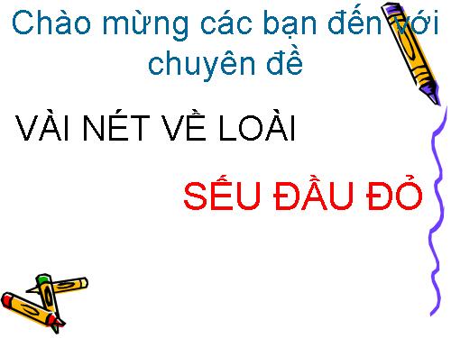 CHUYÊN ĐỀ TÌM HIỂU SẾU ĐẦU ĐỎ