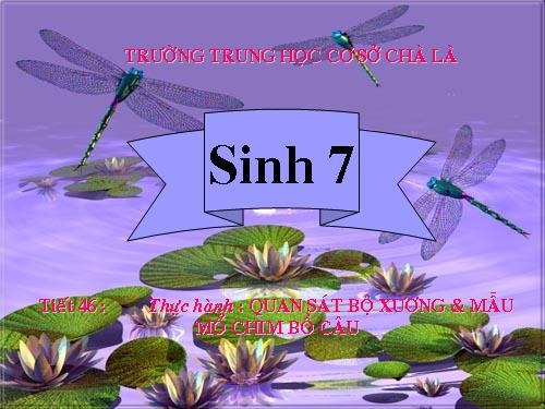 Bài 42. Thực hành: Quan sát bộ xương, mẫu mổ chim bồ câu