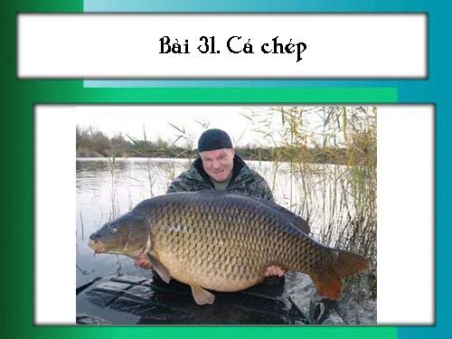 Bài 31. Cá chép