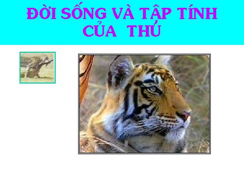 Bài 52. Thực hành: Xem băng hình về đời sống và tập tính của Thú