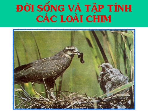 Bài 45. Thực hành: Xem băng hình về đời sống và tập tính của chim