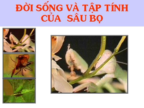 Bài 28. Thực hành: Xem băng hình về tập tính của sâu bọ