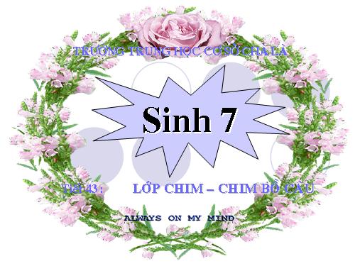 Bài 41. Chim bồ câu