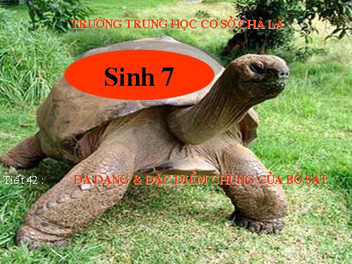 Bài 40. Đa dạng và đặc điểm chung của lớp Bò sát