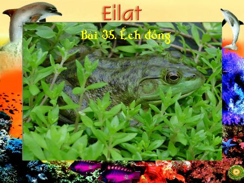 Bài 35. Ếch đồng