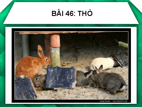 Bài 46. Thỏ