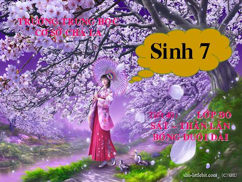 Bài 38. Thằn lằn bóng đuôi dài