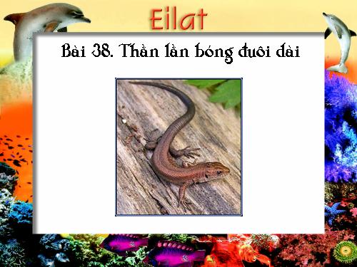Bài 38. Thằn lằn bóng đuôi dài
