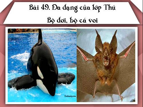 Bài 49. Đa dạng của lớp Thú: Bộ Dơi và bộ Cá voi