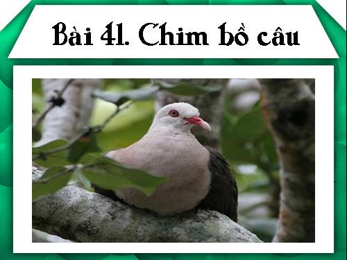 Bài 41. Chim bồ câu