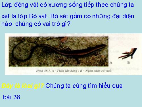 Bài 38. Thằn lằn bóng đuôi dài