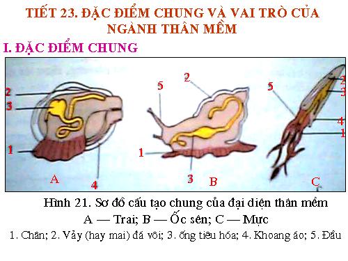 Bài 21. Đặc điểm chung và vai trò của ngành Thân mềm