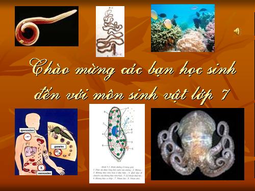 Bài 1. Thế giới động vật đa dạng, phong phú