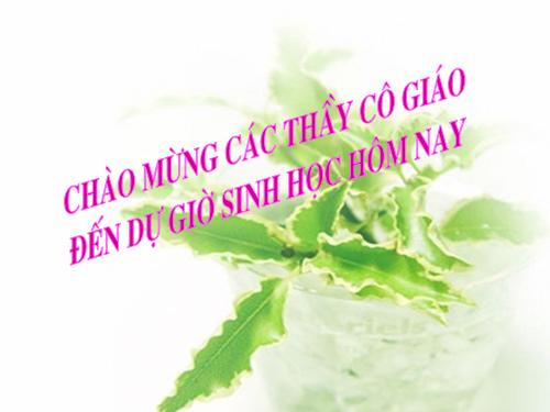 Bài 13. Giun đũa