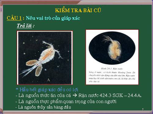 Bài 25. Nhện và sự đa dạng của lớp Hình nhện