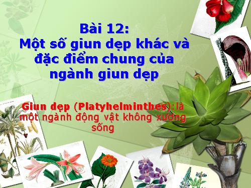 Bài 12. Một số giun dẹp khác và đặc điểm chung của ngành Giun dẹp