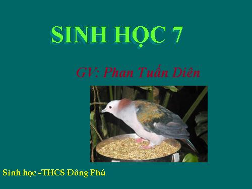 Bài 41. Chim bồ câu