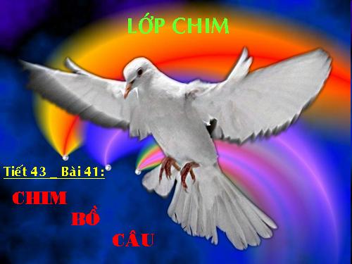 Bài 41. Chim bồ câu