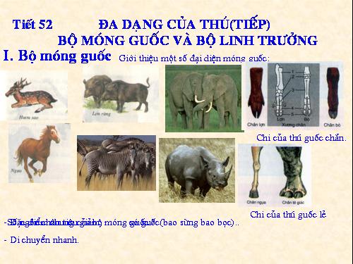 Bài 51. Đa dạng của lớp Thú: Các bộ Móng guốc và bộ Linh trưởng