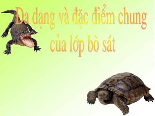 Bài 40. Đa dạng và đặc điểm chung của lớp Bò sát