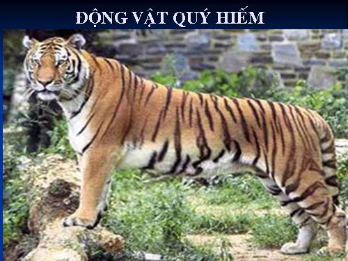 Bài 60. Động vật quý hiếm