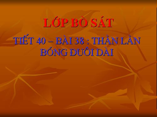 Bài 38. Thằn lằn bóng đuôi dài
