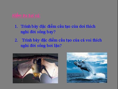 Bài 50. Đa dạng của lớp Thú: Bộ Ăn sâu bọ, bộ Gặm nhấm, bộ Ăn thịt