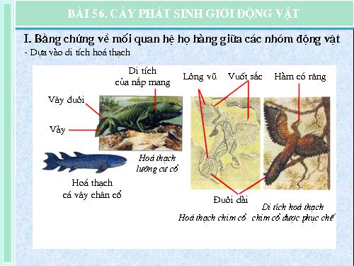 Bài 56. Cây phát sinh giới Động vật