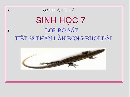 Bài 38. Thằn lằn bóng đuôi dài