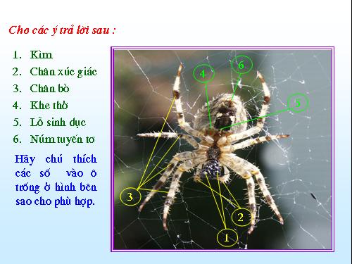 Bài 25. Nhện và sự đa dạng của lớp Hình nhện