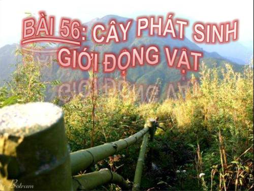 Bài 56. Cây phát sinh giới Động vật