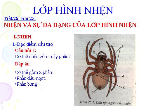Bài 25. Nhện và sự đa dạng của lớp Hình nhện
