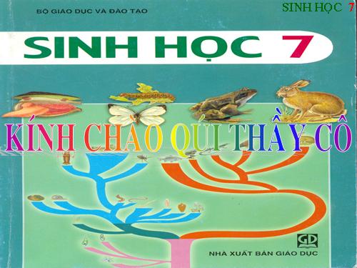 Bài 56. Cây phát sinh giới Động vật