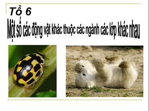 Động vật