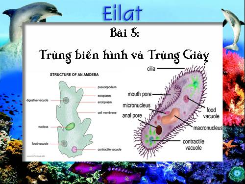 Bài 5. Trùng biến hình và trùng giày
