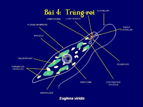 Bài 4. Trùng roi