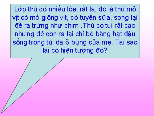 Bài 48. Đa dạng của lớp Thú: Bộ Thú huyệt, bộ Thú túi