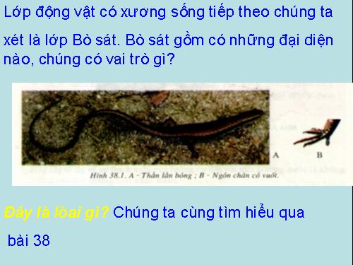 Bài 38. Thằn lằn bóng đuôi dài