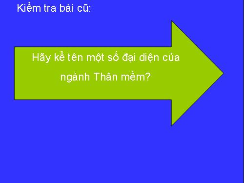 Bài 21. Đặc điểm chung và vai trò của ngành Thân mềm