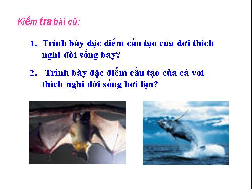 Bài 50. Đa dạng của lớp Thú: Bộ Ăn sâu bọ, bộ Gặm nhấm, bộ Ăn thịt