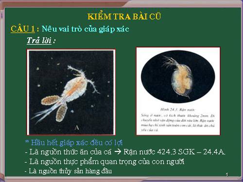 Bài 25. Nhện và sự đa dạng của lớp Hình nhện