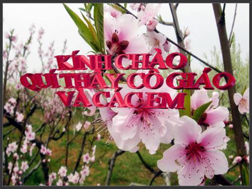Các bài Luyện tập