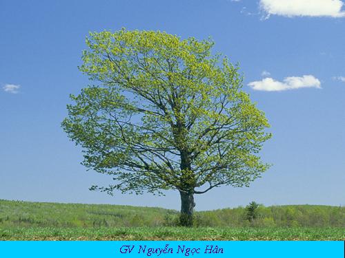 Chương IV. §4. Công thức nghiệm của phương trình bậc hai