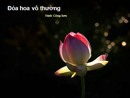 10na8m nhớ trịnh công Sơn