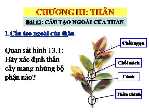 Bài 13. Cấu tạo ngoài của thân