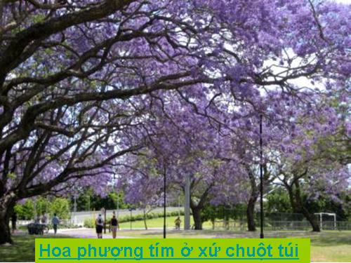 Phượng tím xứ chuột túi