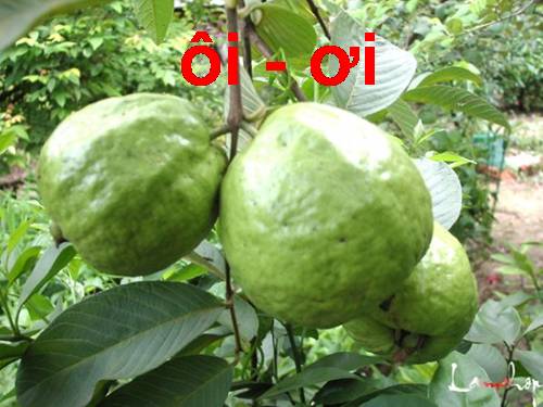 Bài 33. ôi, ơi