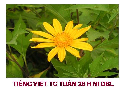 TV tăng cường tuần 28 HNi ĐBL