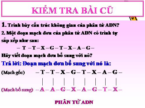 Bài 19. Mối quan hệ giữa gen và tính trạng