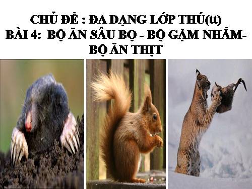 Bài 50. Đa dạng của lớp Thú: Bộ Ăn sâu bọ, bộ Gặm nhấm, bộ Ăn thịt